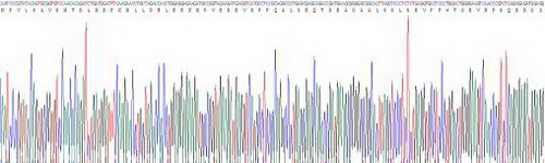 Recombinant Natriuretic Peptide Precursor A (NPPA)