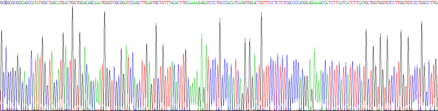 Recombinant Connexin 43 (CX43)