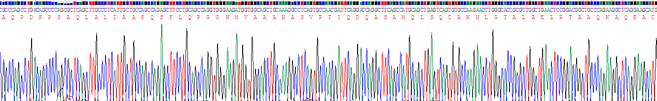 Recombinant Talin 1 (TLN1)