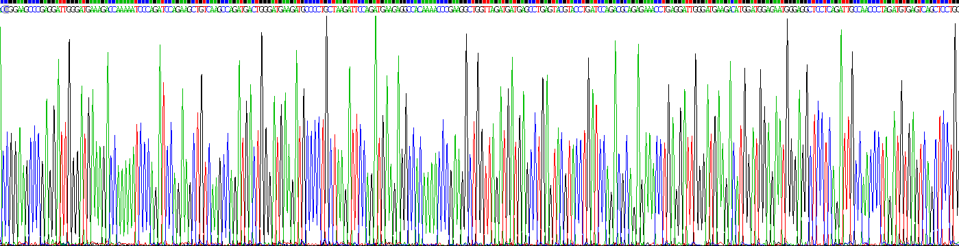 Recombinant Calnexin (CNX)