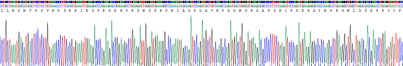 Recombinant Calnexin (CNX)