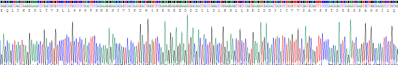 Recombinant Heparin Cofactor II (HCII)