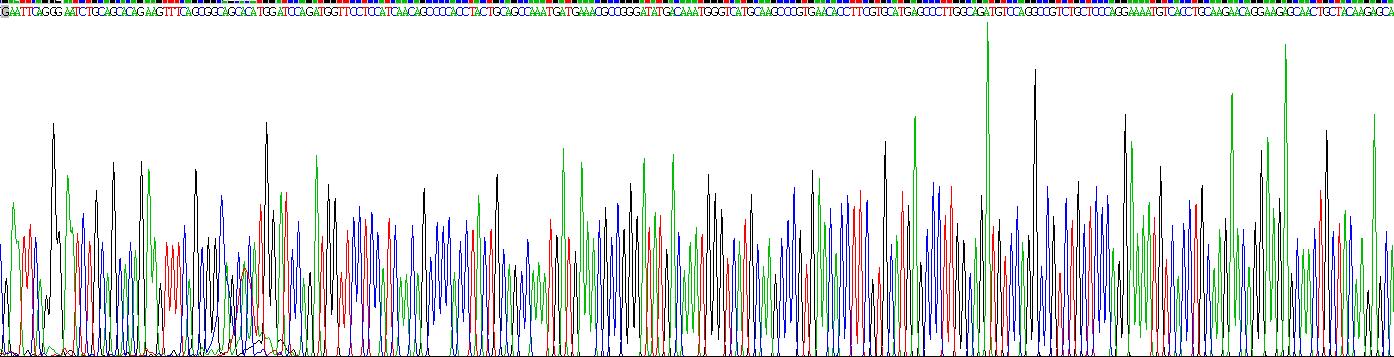 Recombinant Ribonuclease A (RNase A)