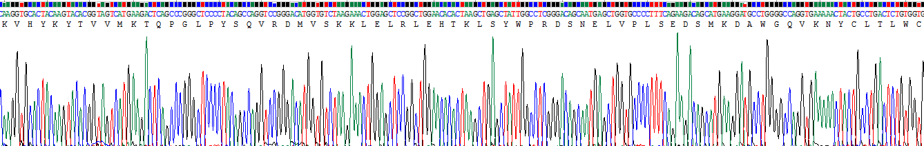 Recombinant Neutrophil Cytosolic Factor 2 (NCF2)