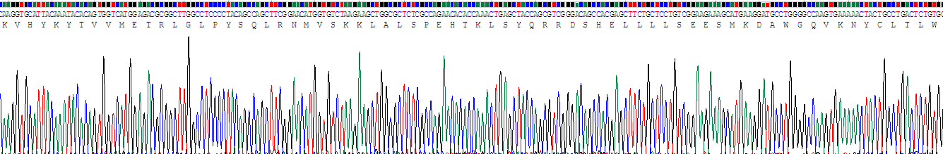 Recombinant Neutrophil Cytosolic Factor 2 (NCF2)