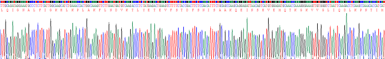 Recombinant Thyroxine Binding Globulin (TBG)