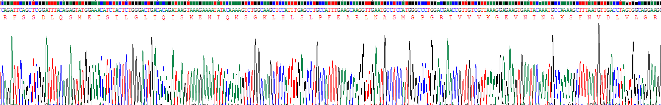 Recombinant Galectin 8 (GAL8)