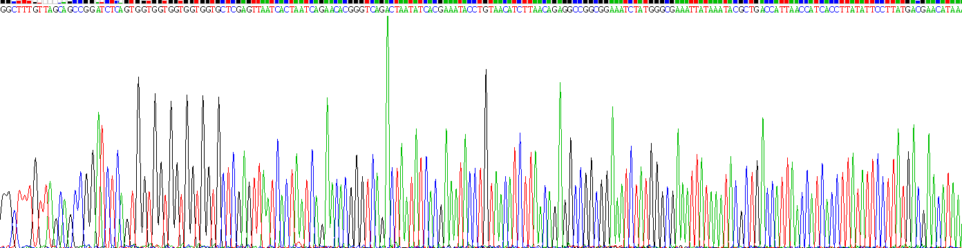 Recombinant Galectin 14 (GAL14)