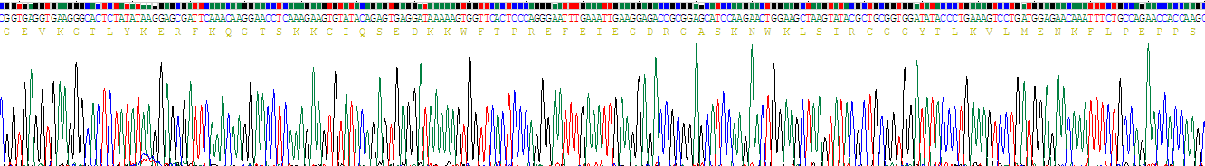 Recombinant Sp100 Nuclear Antigen (Sp100)