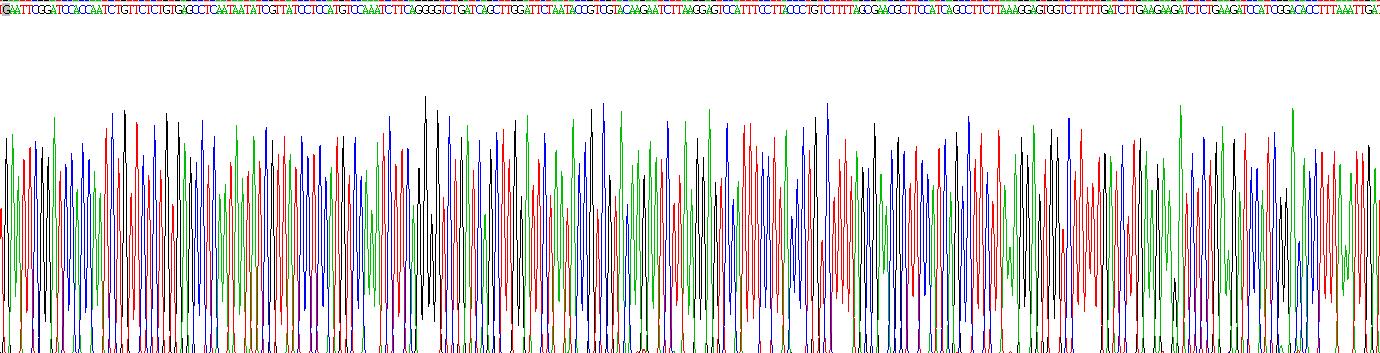 Recombinant Transition Protein 1 (TNP1)