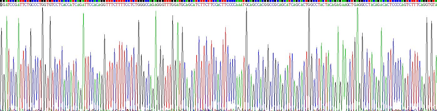 Recombinant GATA Binding Protein 1 (GATA1)