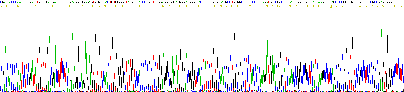 Recombinant GATA Binding Protein 4 (GATA4)