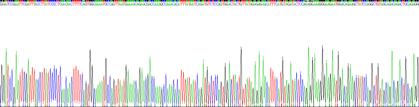 Recombinant Protein Kinase B Gamma (PKBg)