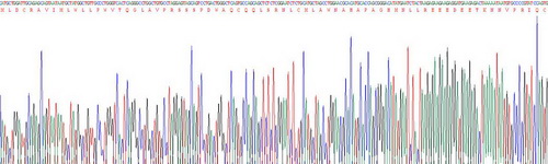 Recombinant Interleukin 23  Subunit Alpha (IL23a)