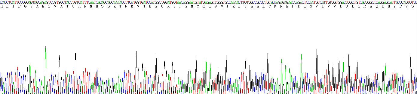 Recombinant Lipoprotein lipase (LPL)