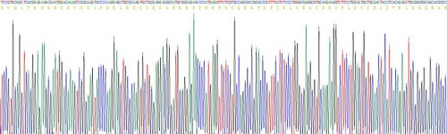 Recombinant Complement Component 3a (C3a)