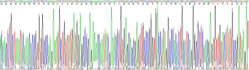 Recombinant Complement Component 5a (C5a)