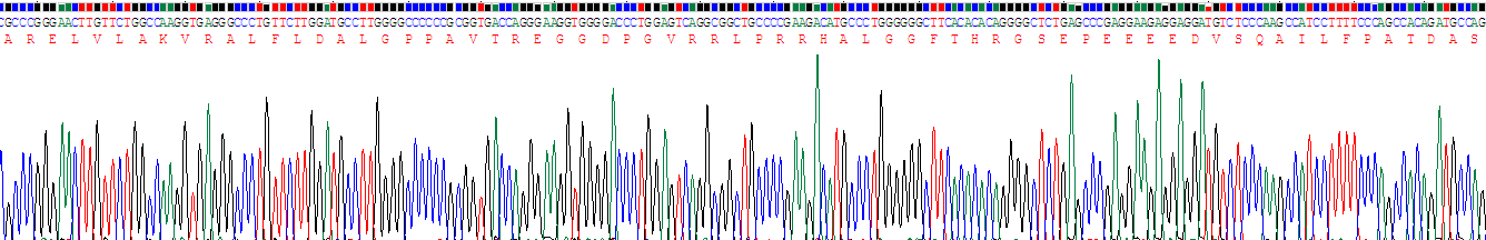 Recombinant Inhibin Alpha (INHa)