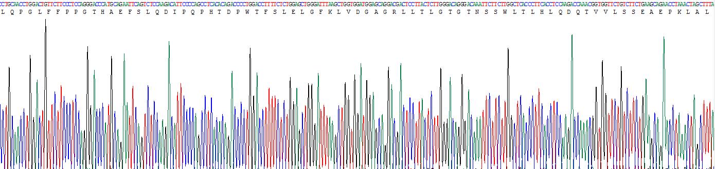 Recombinant Sex Hormone Binding Globulin (SHBG)