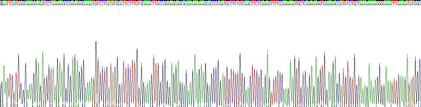 Recombinant High Mobility Group Protein 1 (HMGB1)