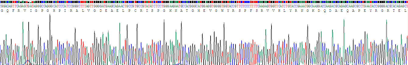 Recombinant Myelin Oligodendrocyte Glycoprotein (MOG)