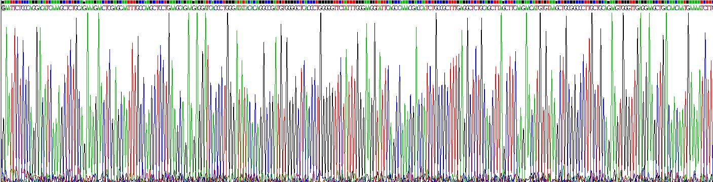 Recombinant Octamer Binding Transcription Factor 4 (OCT4)