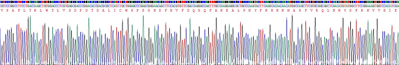 Recombinant Heat Shock Transcription Factor 1 (HSF1)