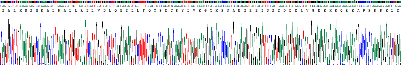 Recombinant Apoptosis Antagonizing Transcription Factor (AATF)