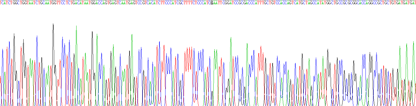 Recombinant Plakophilin 2 (PKP2)