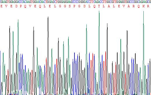 Recombinant C-Peptide (CP)