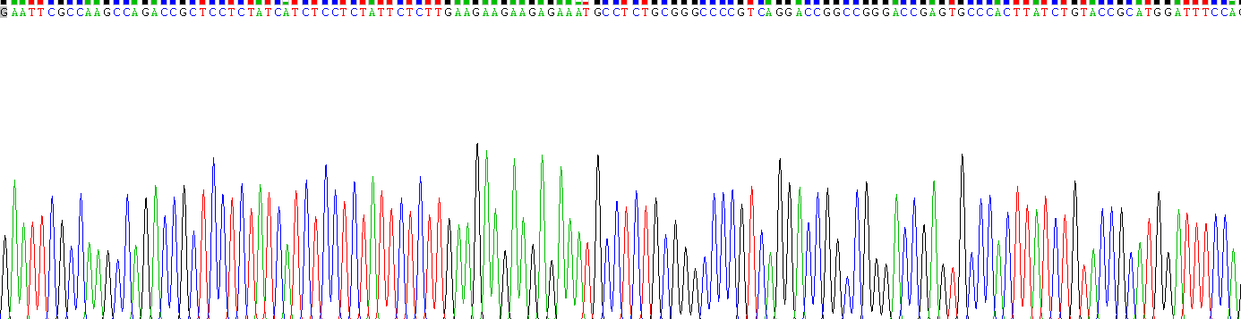 Recombinant Caspase 7 (CASP7)