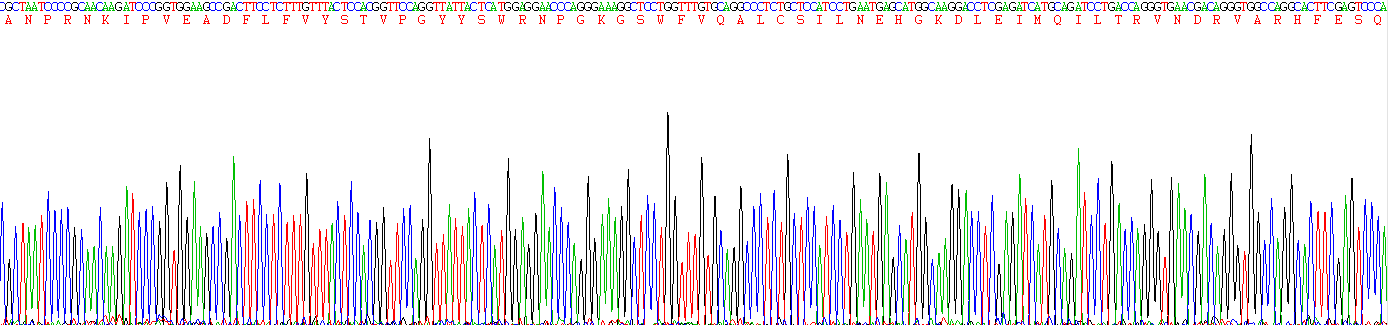 Recombinant Caspase 7 (CASP7)