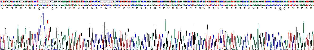 Recombinant Caspase 14 (CASP14)