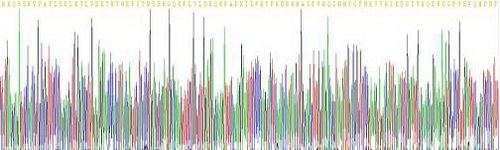 Recombinant Heat Shock Transcription Factor 2 (HSF2)