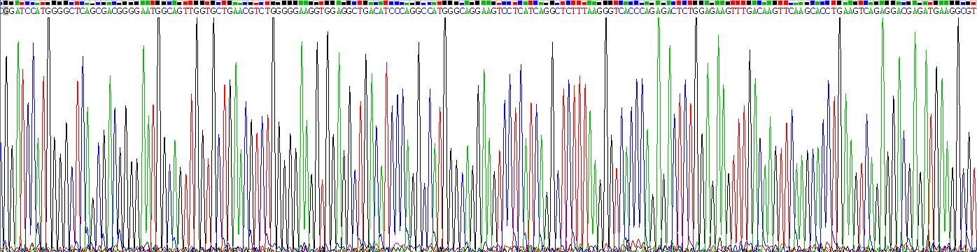 Recombinant Myoglobin (MYO)