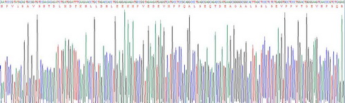 Recombinant N-Terminal Pro-Atrial Natriuretic Peptide (NT-ProANP)