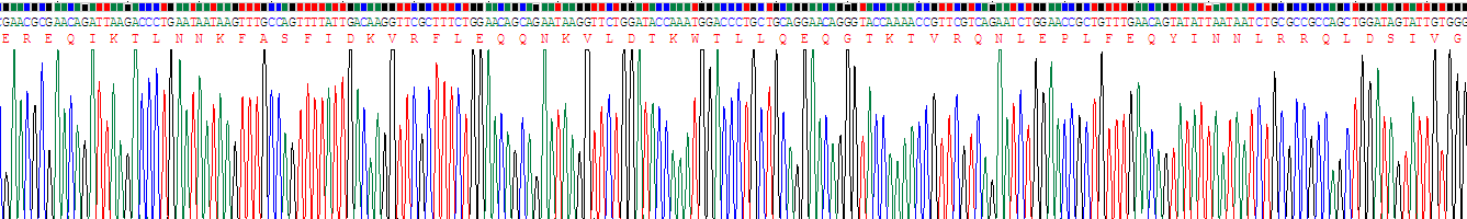 Recombinant Cytokeratin 5 (CK5)