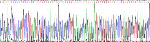 Recombinant Cytokeratin 5 (CK5)