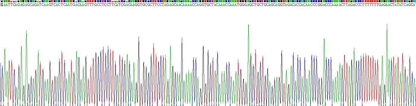 Recombinant Cytokeratin 1 (CK1)