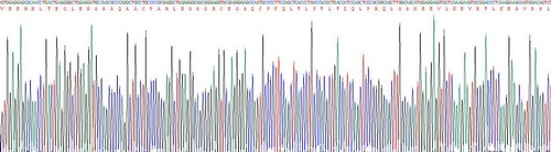 Recombinant Fibrinogen Like Protein 2 (FGL2)