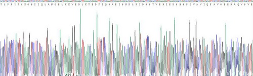 Recombinant Ataxin 1 (ATXN1)