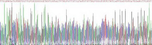 Recombinant Serum Response Factor (SRF)