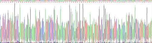 Recombinant Protein Kinase R (PKR)