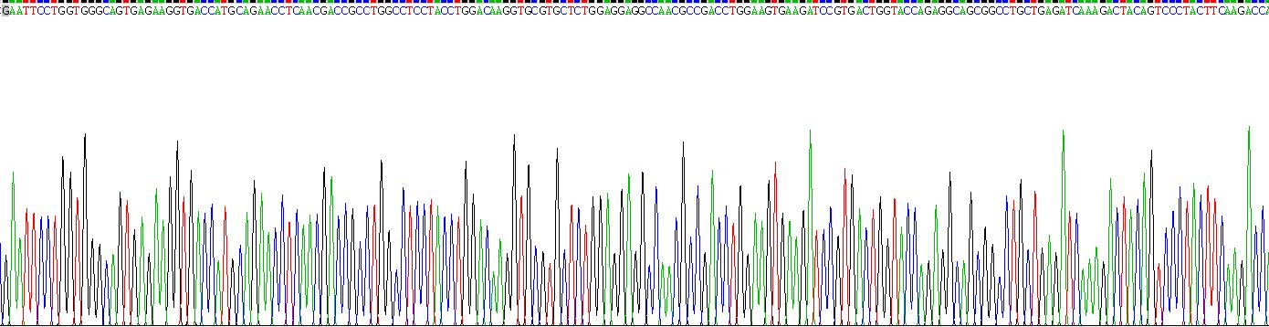 Recombinant Cytokeratin 14 (CK14)