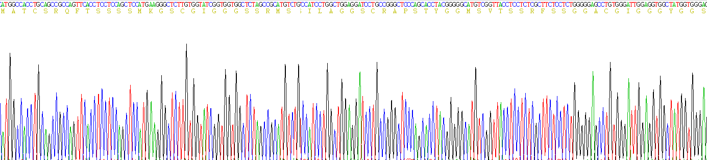 Recombinant Cytokeratin 14 (CK14)