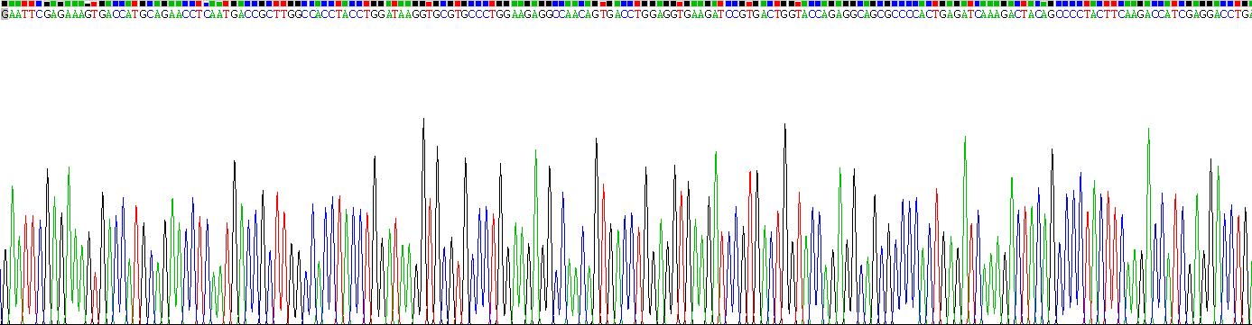 Recombinant Cytokeratin 14 (CK14)