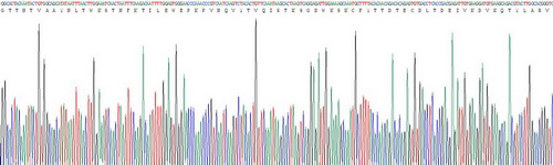 Recombinant Tissue Factor (TF)