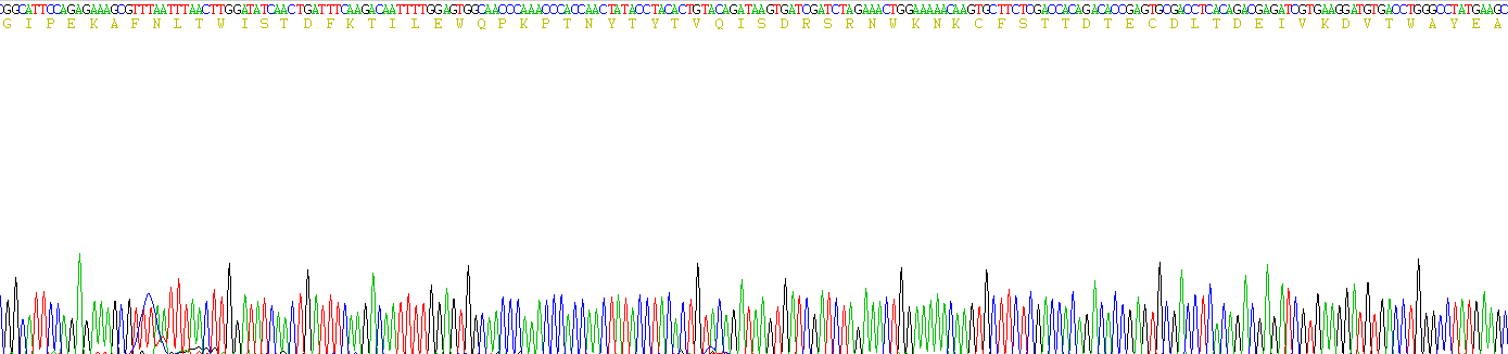 Recombinant Tissue Factor (TF)