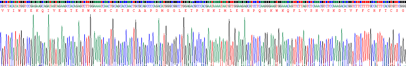 Recombinant Intercellular Adhesion Molecule 2 (ICAM2)