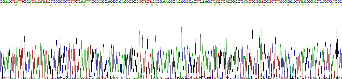 Recombinant Leucine Aminopeptidase (LAP)